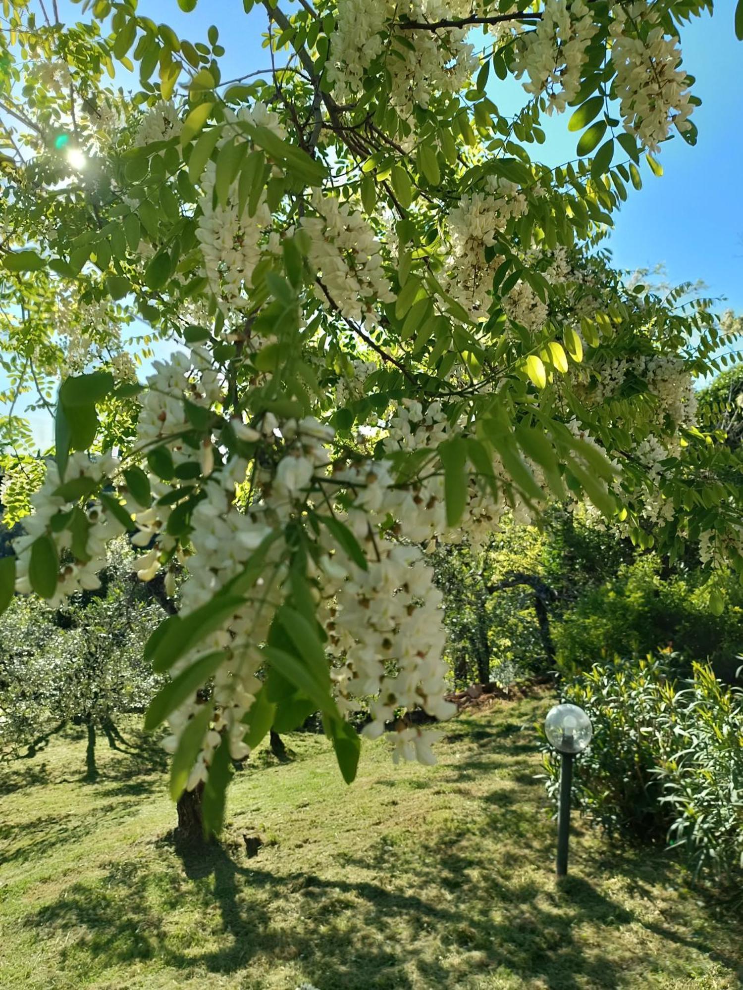 Le Massucce San Casciano in Val di Pesa Buitenkant foto